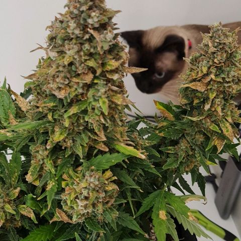 Thiccccc freeze growlog timeline photo