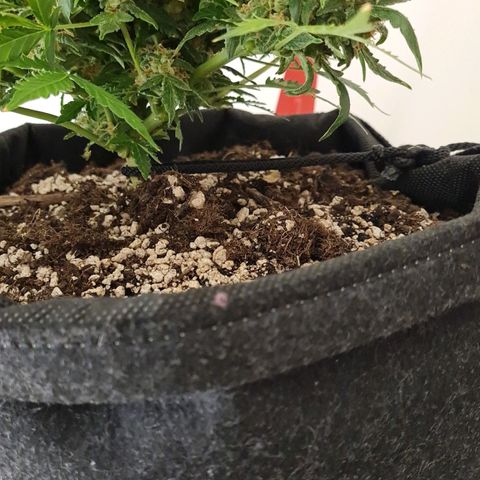 Thiccccc freeze growlog timeline photo