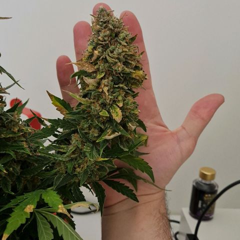 Thiccccc freeze growlog timeline photo