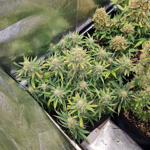 Late bloomer growlog timeline photo