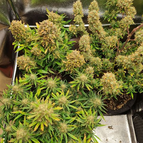 Chungus Medik growlog timeline photo