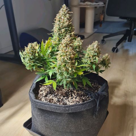 Chungus Medik growlog timeline photo