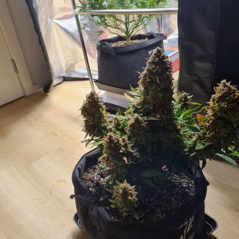 Chungus Medik growlog timeline photo