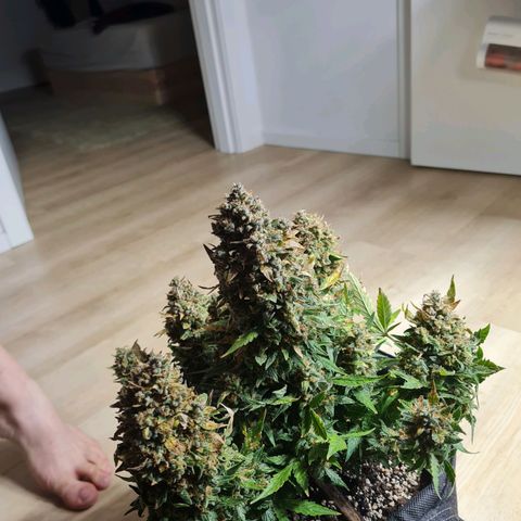 Chungus Medik growlog timeline photo