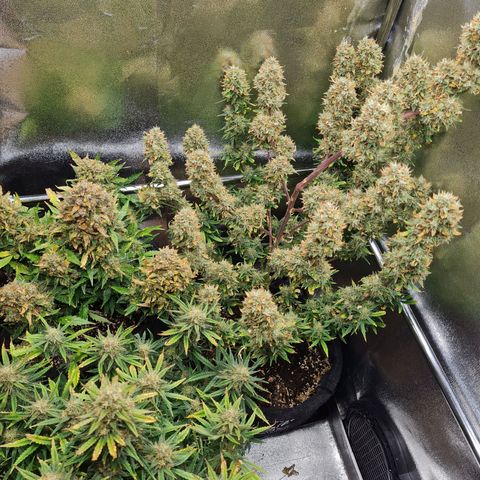 Chungus Medik growlog timeline photo