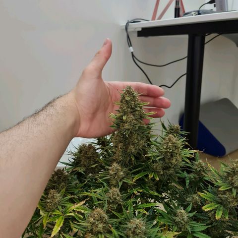 Late bloomer growlog timeline photo
