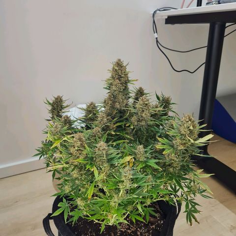 Late bloomer growlog timeline photo
