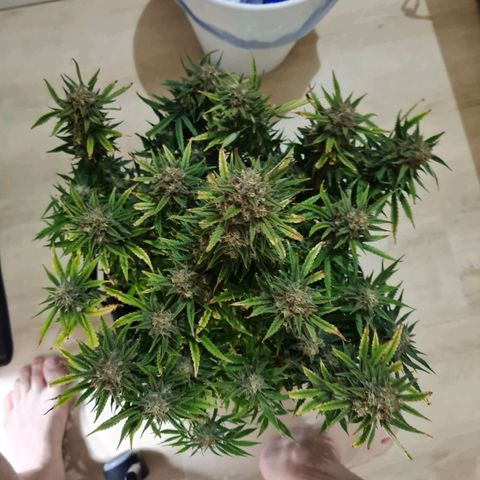 Late bloomer growlog timeline photo