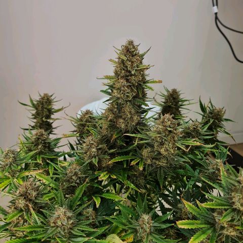 Late bloomer growlog timeline photo