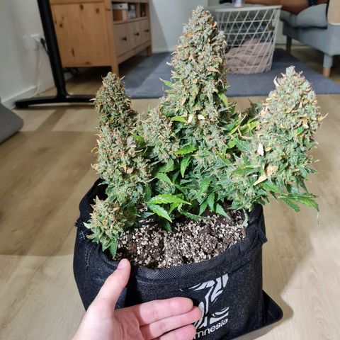 Thiccccc freeze growlog timeline photo
