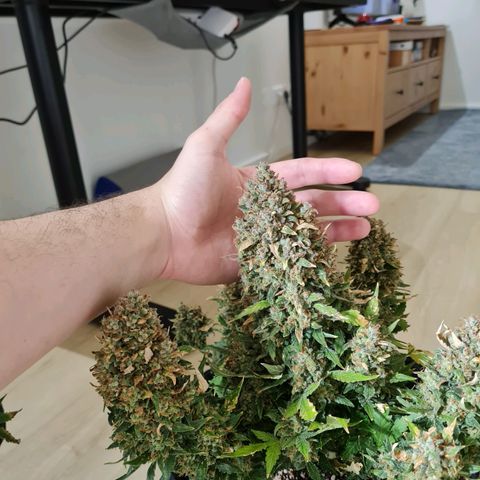 Thiccccc freeze growlog timeline photo