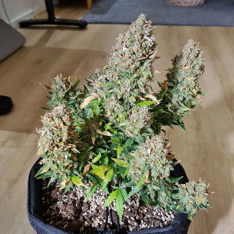 Thiccccc freeze growlog timeline photo