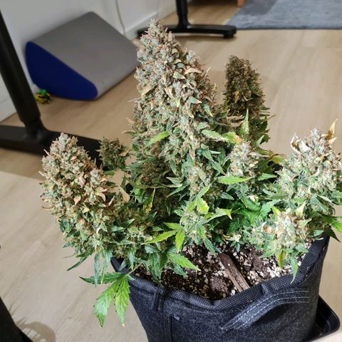 Thiccccc freeze growlog timeline photo