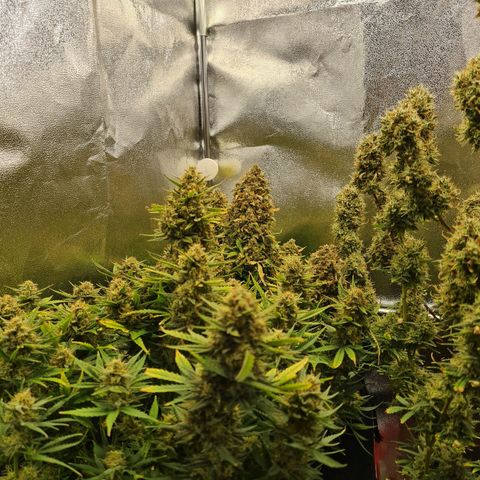 Chungus Medik growlog timeline photo