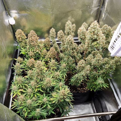Chungus Medik growlog timeline photo