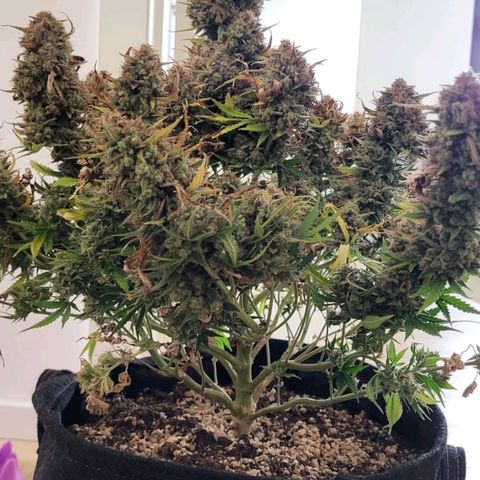 Late bloomer growlog timeline photo