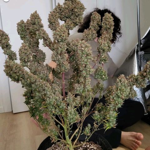 Tall hoe growlog timeline photo
