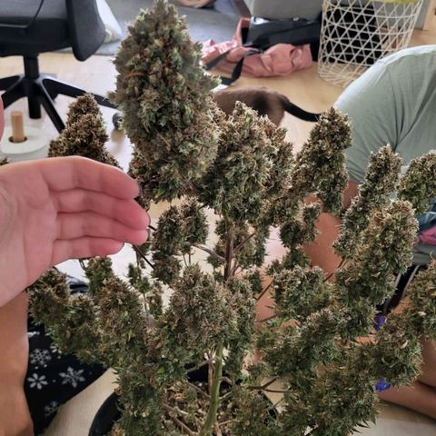 Tall hoe growlog timeline photo