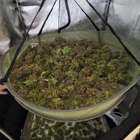 Tall hoe growlog timeline photo