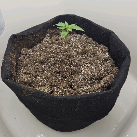 Space Girl growlog timeline photo