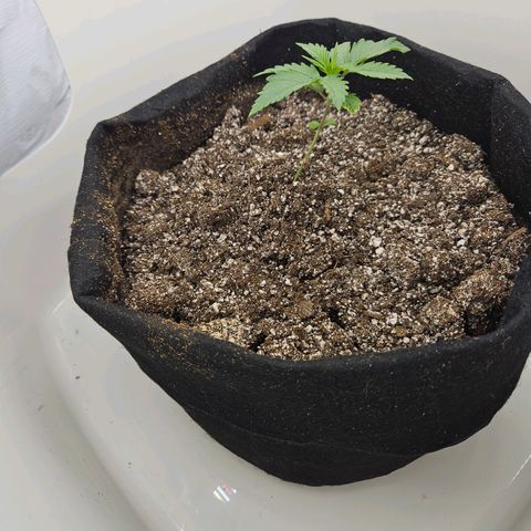 Space Girl growlog timeline photo