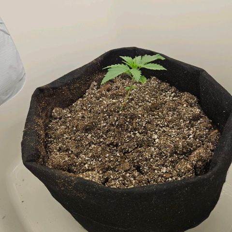 Space Girl growlog timeline photo