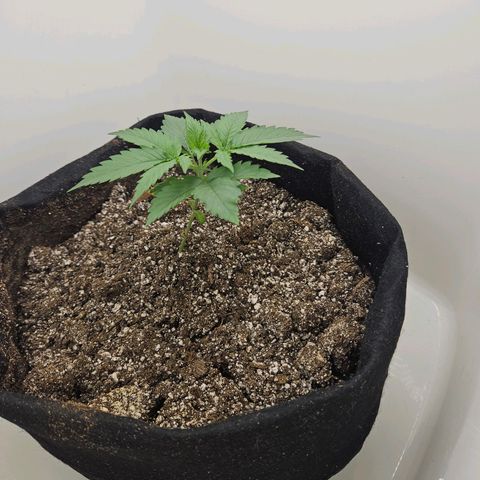 Space Girl growlog timeline photo