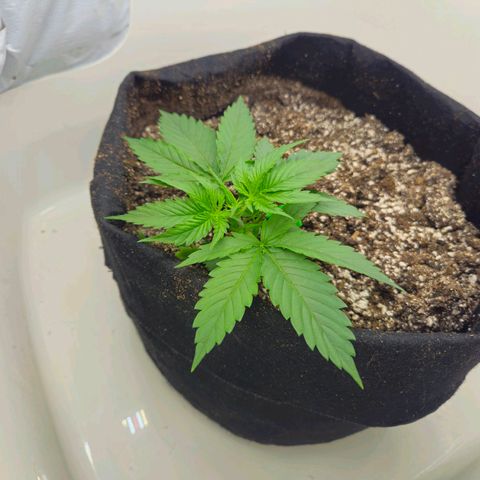Space Girl growlog timeline photo
