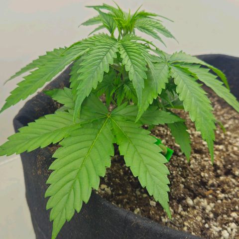 Space Girl growlog timeline photo