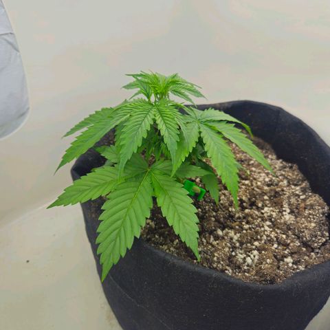Space Girl growlog timeline photo