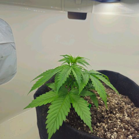 Space Girl growlog timeline photo