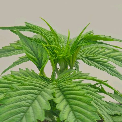 Space Girl growlog timeline photo