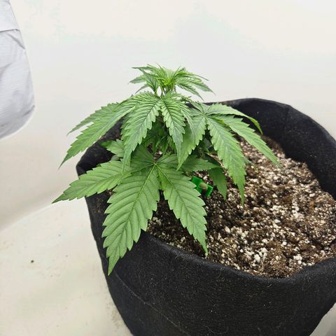 Space Girl growlog timeline photo