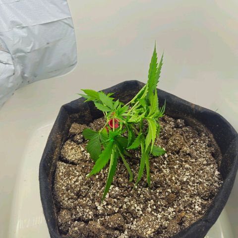 Space Girl growlog timeline photo