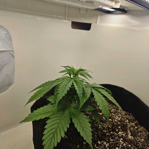Space Girl growlog timeline photo