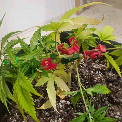 Space Girl growlog timeline photo