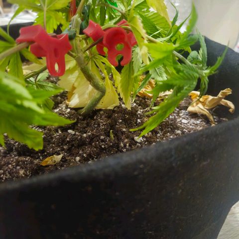 Space Girl growlog timeline photo