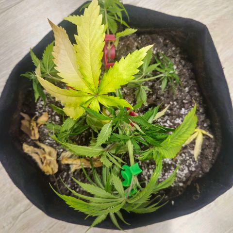 Space Girl growlog timeline photo