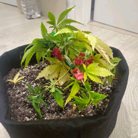 Space Girl growlog timeline photo