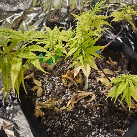 Space Girl growlog timeline photo
