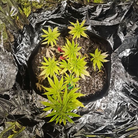 Space Girl growlog timeline photo