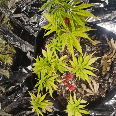 Space Girl growlog timeline photo
