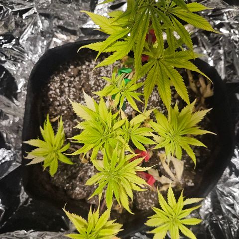 Space Girl growlog timeline photo