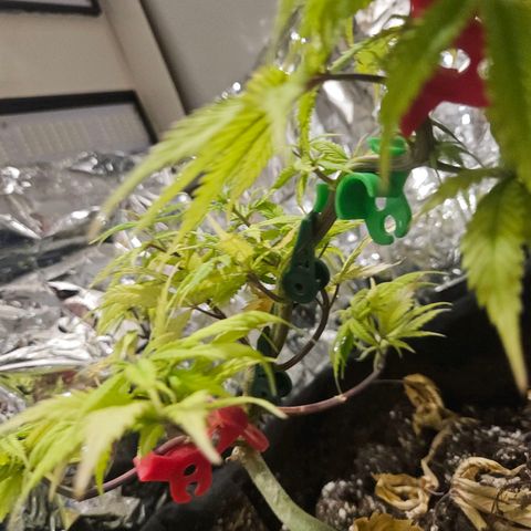 Space Girl growlog timeline photo
