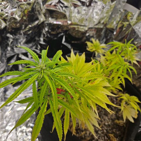 Space Girl growlog photo: Preflowing pistils!