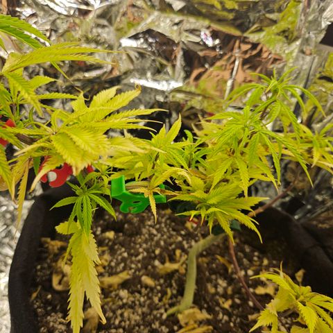 Space Girl growlog photo: Preflowing pistils!