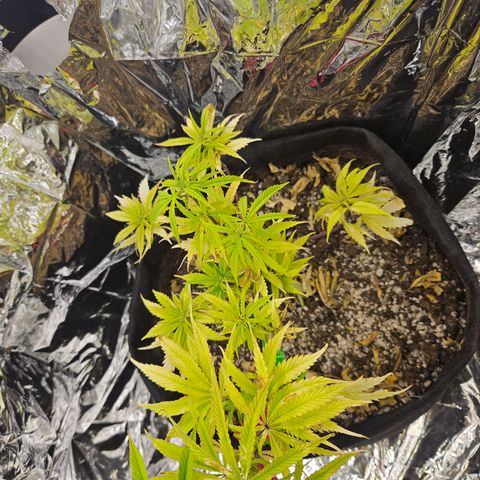 Space Girl growlog photo: Preflowing pistils!