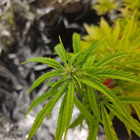 Space Girl growlog photo: Preflowing pistils!