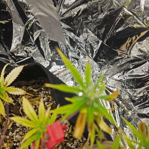 Space Girl growlog timeline photo