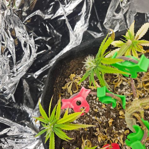 Space Girl growlog timeline photo